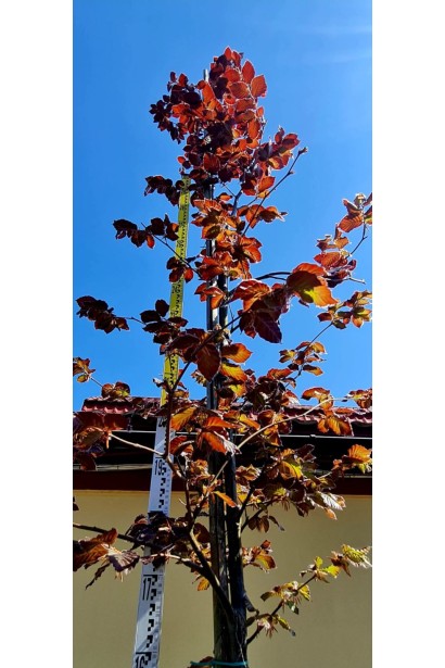 Бук лісовий Атропуніцеа Пурпуреа - конт 80л/вис.350-380см/Ø50-70см/обхват 8-12см 